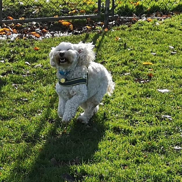 One happy boy on a morning walk