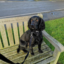 lovely walk with jet