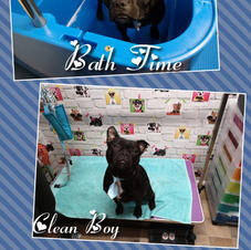 Lovely Charlie came in for a bath and tidy up