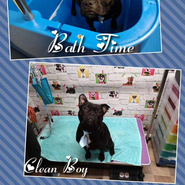 Lovely Charlie came in for a bath and tidy up