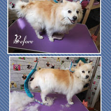 This lovely chap came in for a bath and deshed went home very fluffy