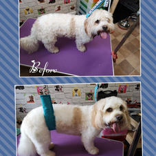 Bentley had a good bath blow dry and a clip