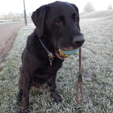 Morning walk with henrey