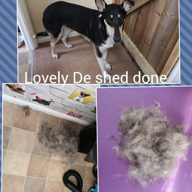 Jessie came in for a bath and a de shed