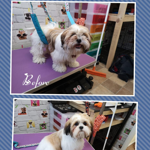 This lovely little pup had a full groom