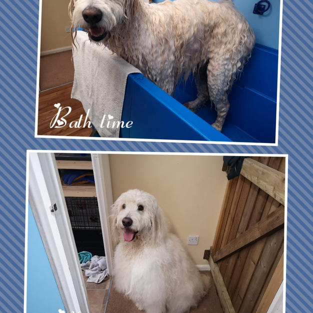lovely eddie having a bath and groom