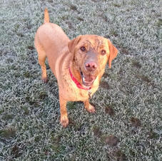 Lovely morning walk with stanley