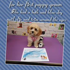 lovely mia had her puppy groom