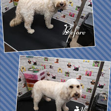 Lovely alfie had a good bath and clip