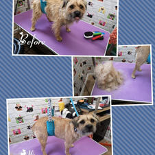 This little border terrier came in for a hand strip