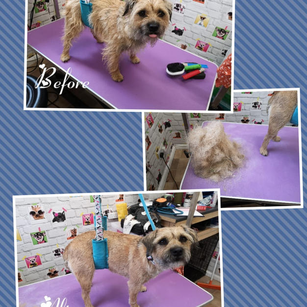 This little border terrier came in for a hand strip