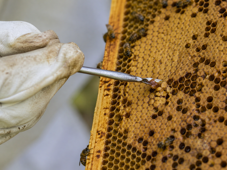Como ocorre a contaminação do mel por Paenibacillus larvae: fundamentos, impactos e metodologias de controle