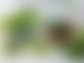 Algas em Suplementos: Como Garantir Qualidade e Segurança