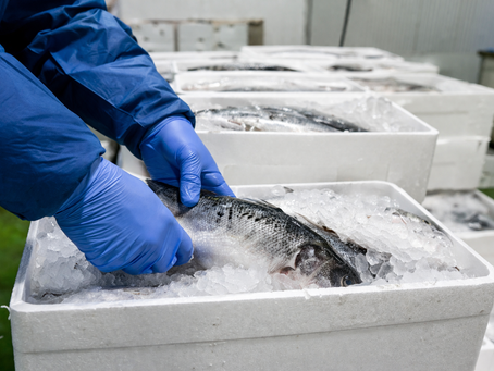 Boas práticas no armazenamento de peixe: como evitar contaminação e perdas