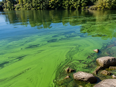 Como Identificar Contaminação por Microcistinas em Reservatórios e Mananciais