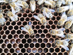 Cliffe Castle Bee Blog 18