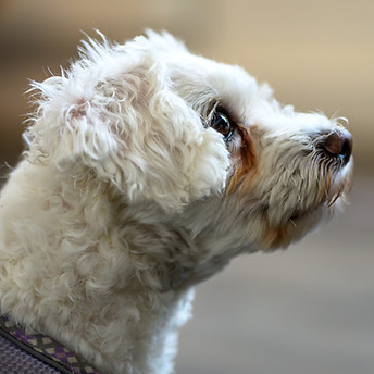 Bella (5).jpg