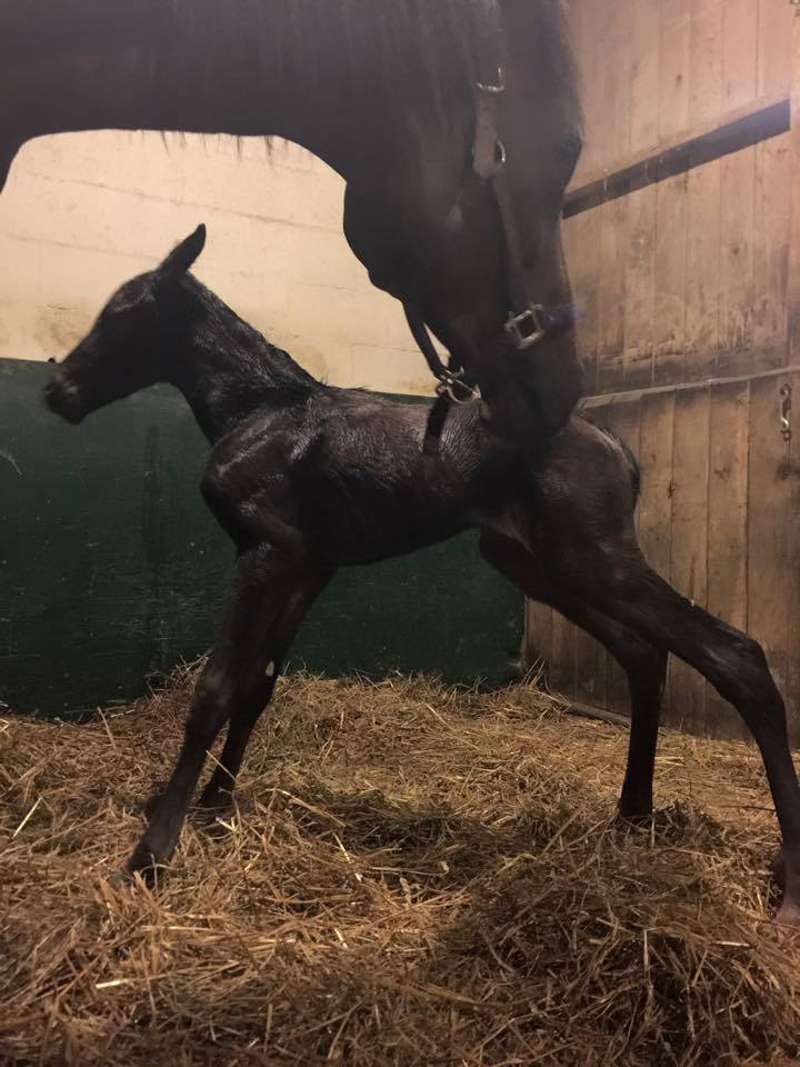 Horse rider lessons Orange County VA