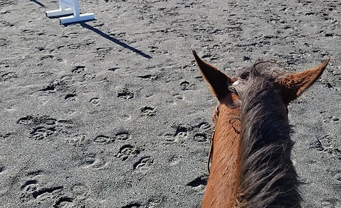 Horse riding lessons Orange County VA