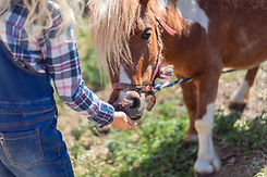 Hazelwild Farm Camp Activity