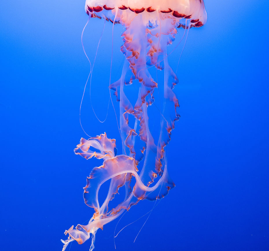 ganapathy-kumar-5fhcbkOPhwA-unsplash (2).jpg