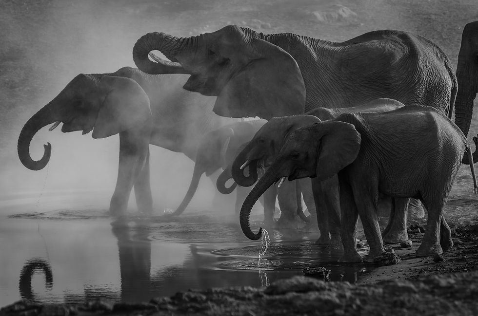 Grayscale photo of elephants drinking at dawn, photographed by Richard Jacobs.