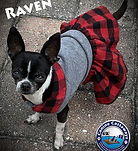 raven 032221.jpg