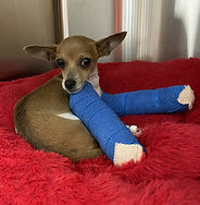 Willie after surgery 031021.jpg