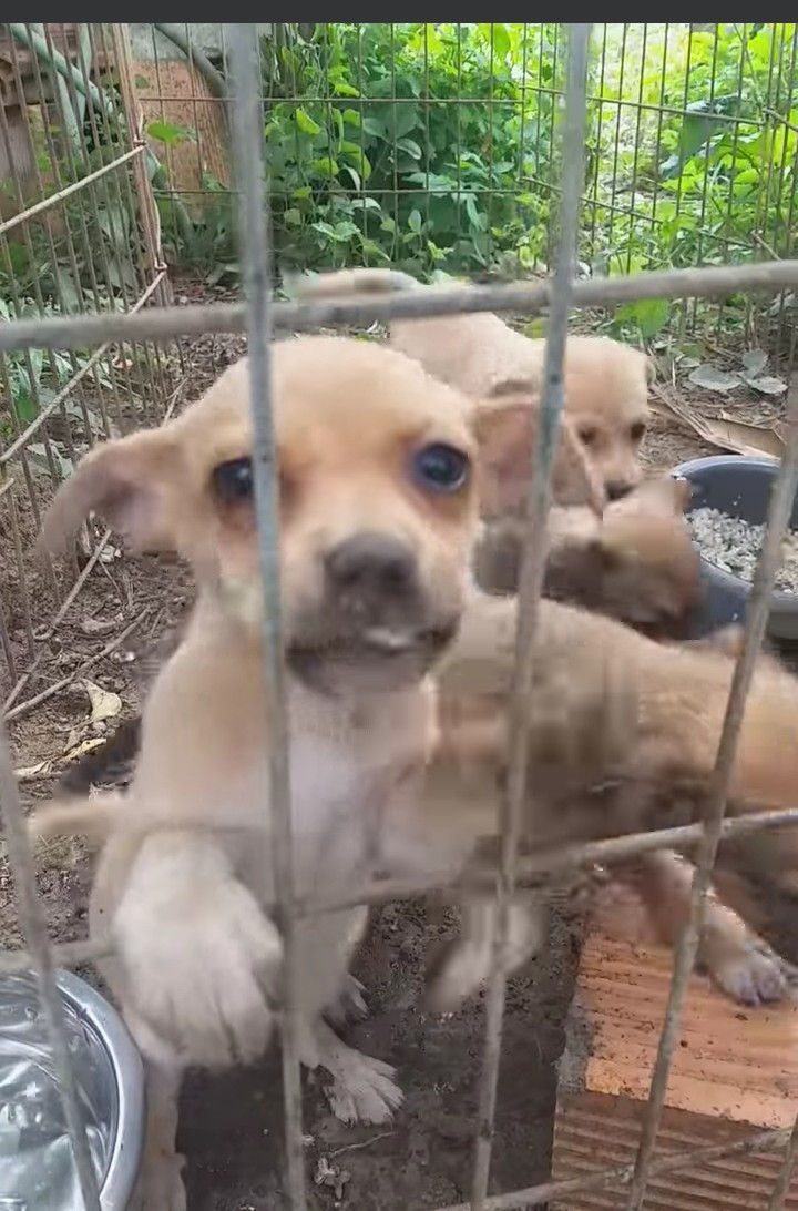 4 PUPS 1