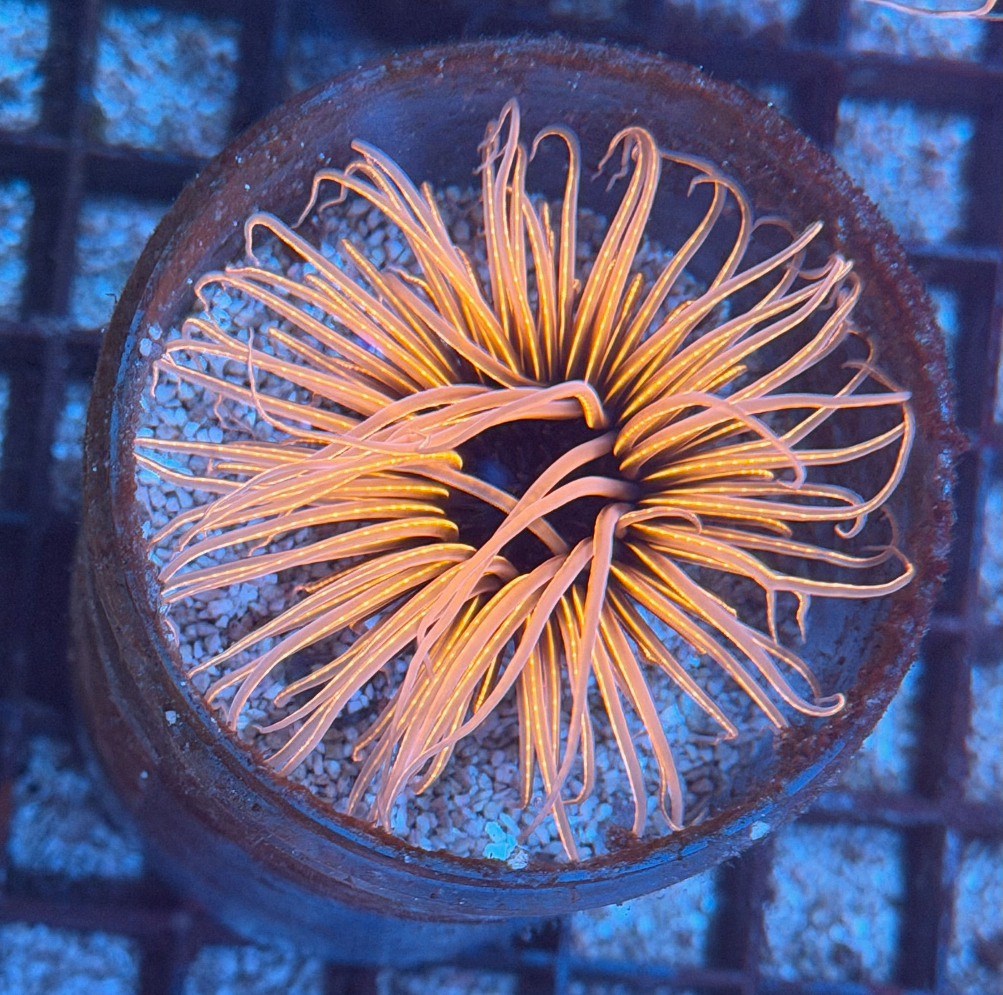 WYSIWYG Black centre tube anemone 