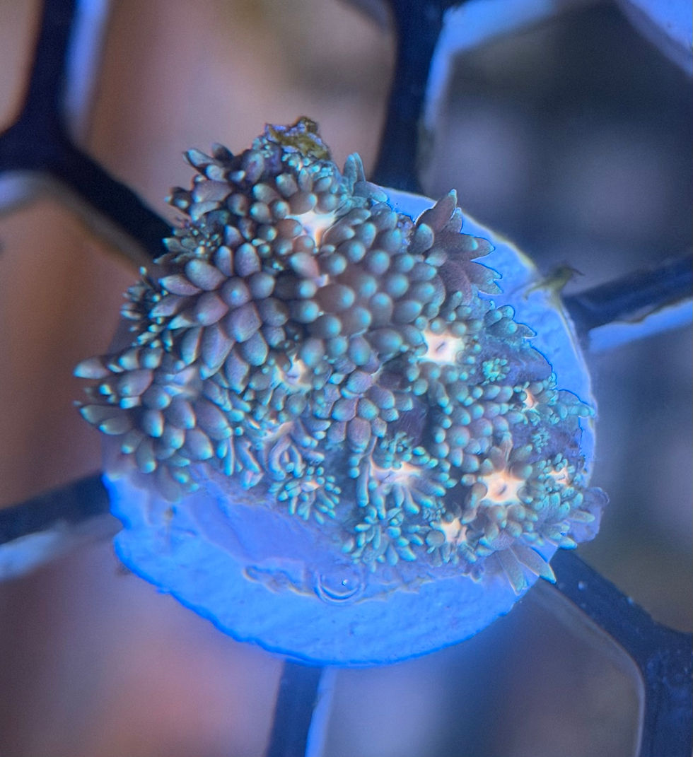 Thumbnail: Blue/ Pink Centre Goniopora