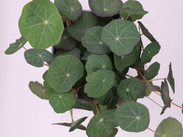 Micropousse Capucine
Safran poivré, radis noir, goût piquant