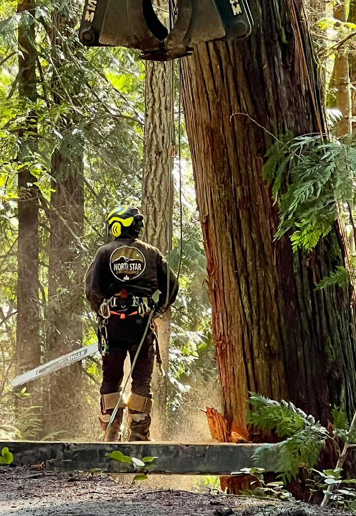 Tree Removal