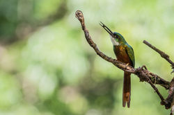 Rufous-tailed Jacamar