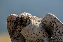 Gyrfalcon
