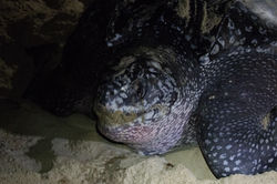 Leatherback Sea Turtle