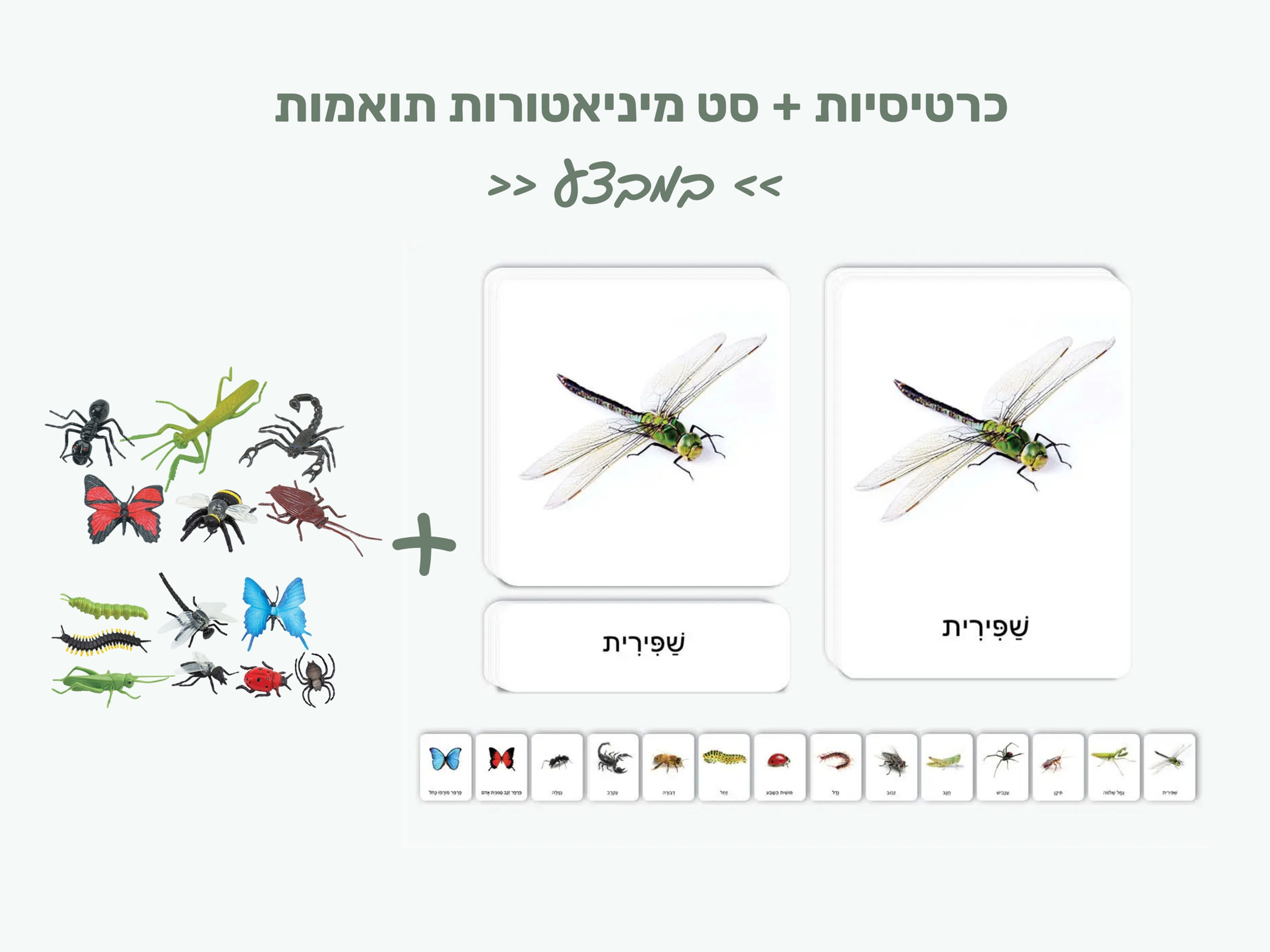 חרקים - כרטיסיות + מיניאטורות