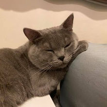 38 เสือหมอก.jpg