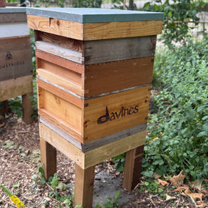 Davines Get Their Own Beehives