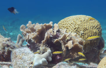 Some corals and yellow wrasses near our coral platforms that you will see.