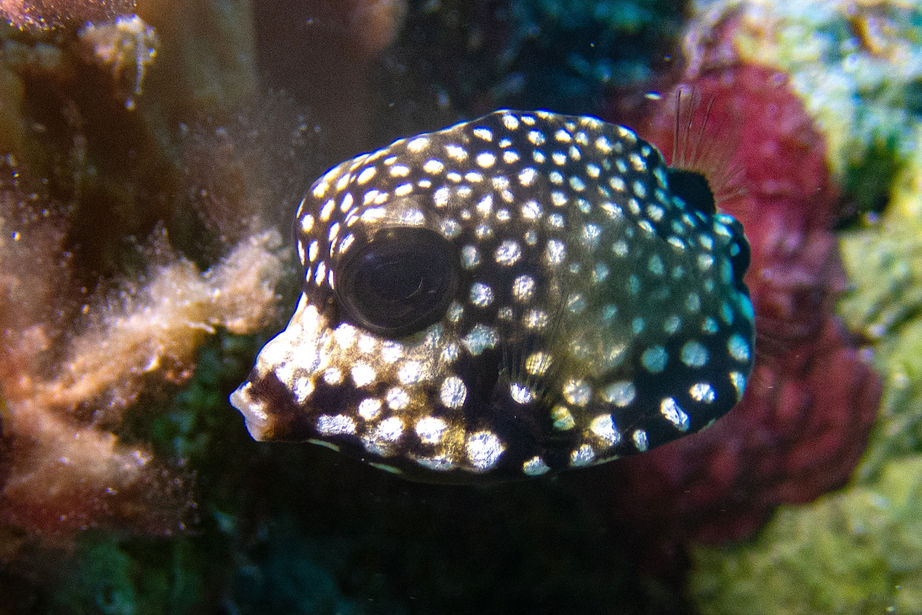 Boxfish seen near one of the coral platforms in our Cozumel restoration site.