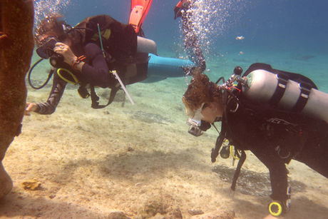 Some students in the shallow waters of the Villa Blanca Cozumel reefs