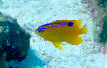 Yellow tail damselfish that is commonly seen flittering above coral heads in the Cozumel reefs.