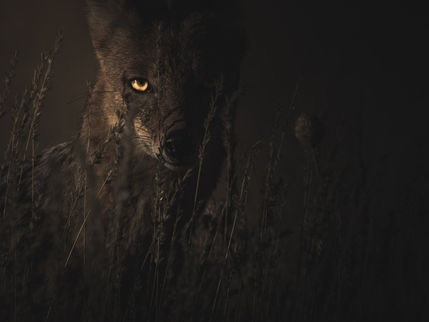 The Halloween Project 2019 Story 1: The Unwelcome Guest