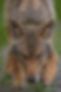 Wolf 1.jpg