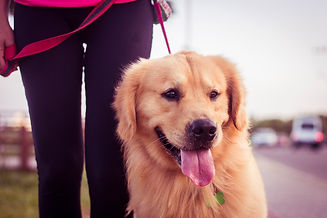 Dogwalker