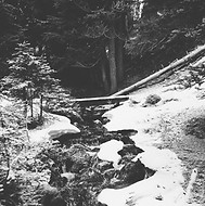 Winter Woodland