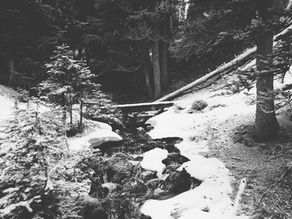 The Winter Garden