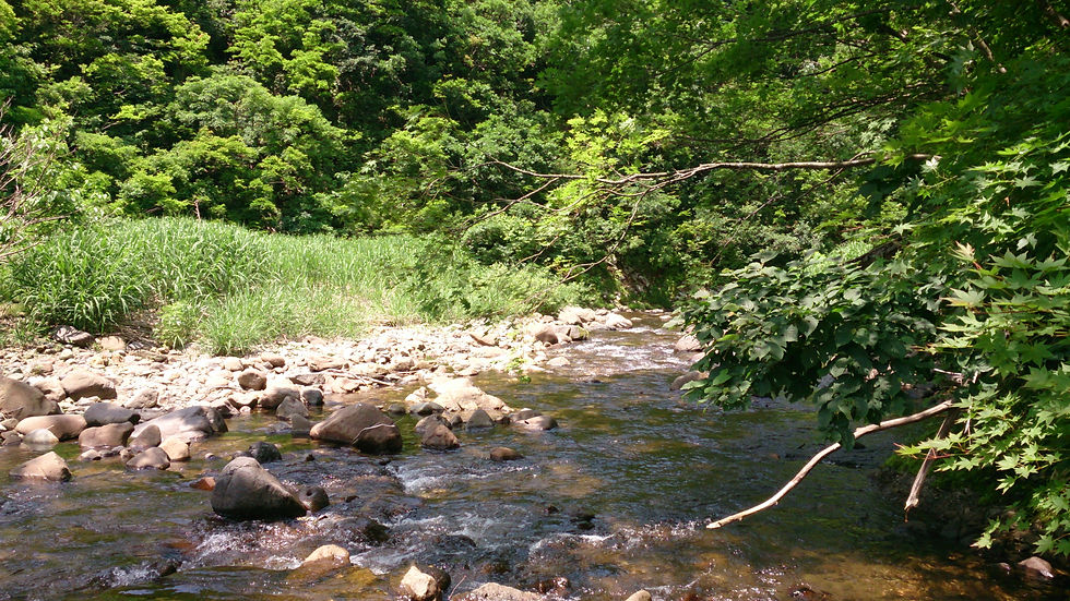 山形県小国町樽口観光わらび園|わらび園って9.jpg