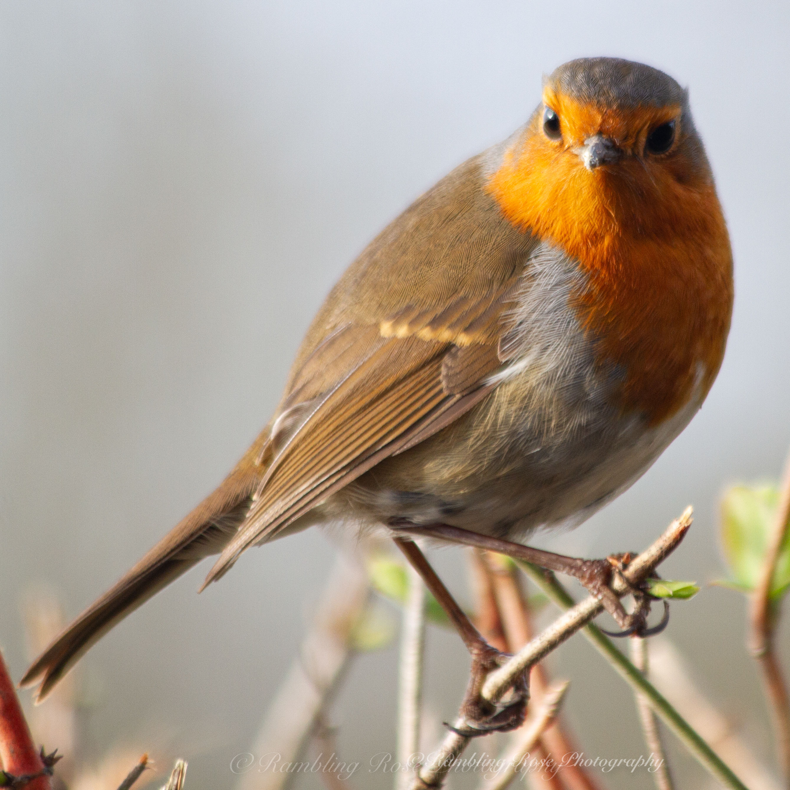 Robin